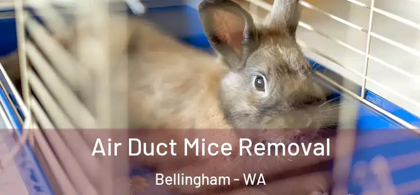 Air Duct Mice Removal Bellingham - WA
