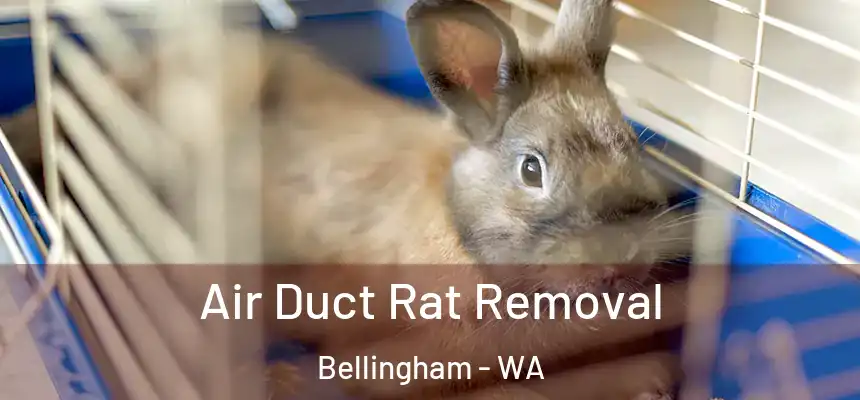 Air Duct Rat Removal Bellingham - WA