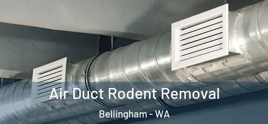 Air Duct Rodent Removal Bellingham - WA