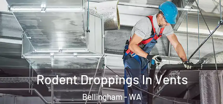  Rodent Droppings In Vents Bellingham - WA