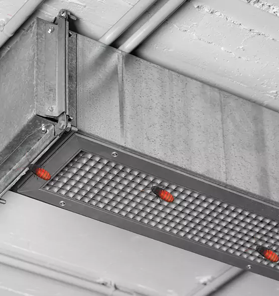 Affordable Insect Removal from Air Ducts in Bellingham, WA